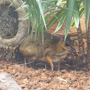 Javan chevrotain or Javan mouse deer (Tragulus javanicus), 2021-09-03