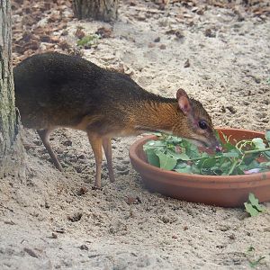 Javan chevrotain or Javan mouse deer (Tragulus javanicus), 2021-09-03