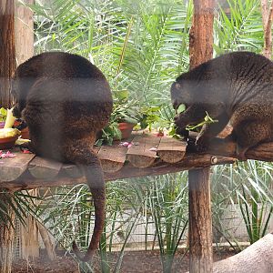 Sulawesi bear cuscus pair at lunch (Ailurops ursinus), 2021-09-03