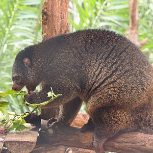 Sulawesi bear cuscus at lunch (Ailurops ursinus), 2021-09-03