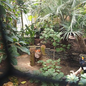 Toco toucan aviary, 2021-09-03