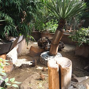 Black-tailed prairie dog exhibit, 2021-09-03