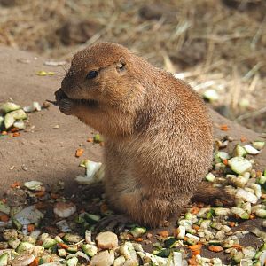 Black-tailed prairie dog (Cynomys ludovicianus), 2021-09-03