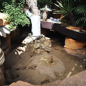 Black-tailed prairie dog exhibit, 2021-09-03