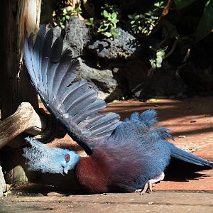Sclater`s crowned-pigeon (Goura sclateri), 2021-09-03