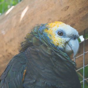 Saint Vincent amazon (Amazona guildingii), 2021-09-03