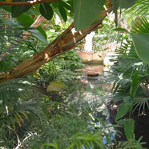 Lesser flamingo exhibit in the Oasis, 2021-09-03