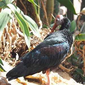 Southern bald ibis (Geronticus calvus), 2021-09-03