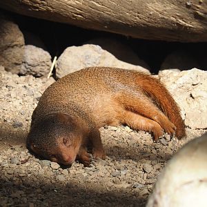 Dwarf mongoose (Helogale parvula), 2021-09-03