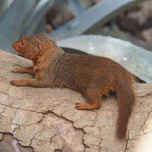 Dwarf mongoose (Helogale parvula), 2021-09-03