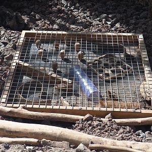 Meerkat enrichment box, 2021-09-03