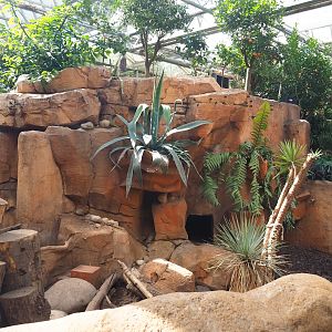 Meerkat exhibit in the Oasis, 2021-09-03