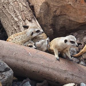 Meerkats (Suricata suricatta), 2021-09-03