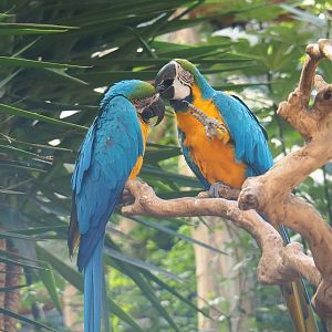 Blue-and-gold macaws (Ara ararauna), 2021-09-03