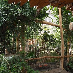 Bulwer's pheasant aviary, 2021-09-03