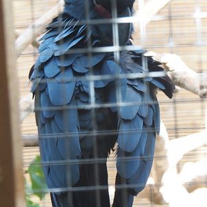 Palm cockatoo (Probosciger aterrimus), 2021-09-03