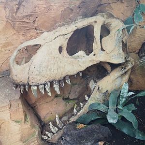 Dinosaur skull decoration, 2021-09-03