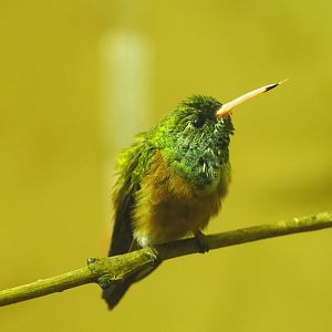 Amazilia hummingbird (Amazilia amazilia), 2021-09-03