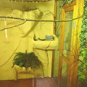 First Amazilia hummingbird aviary, 2021-09-03