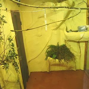 First Amazilia hummingbird aviary, 2021-09-03