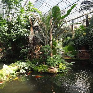 White-faced saki island in the Oasis, 2021-09-03