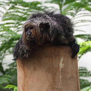 Female White-faced saki (Pithecia pithecia), 2021-09-03
