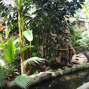White-faced saki island in the Oasis, 2021-09-03
