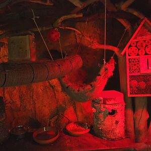 Unsigned semi-nocturnal exhibit in the lower area of the Oasis, 2021-09-03