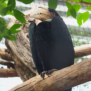 Female Wreathed hornbill (Rhyticeros undulatus), 2021-09-03