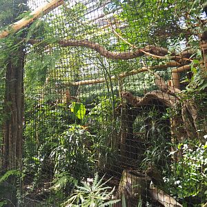 Wreathed hornbill aviary, 2021-09-03