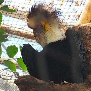 Male Wreathed hornbill (Rhyticeros undulatus), 2021-09-03