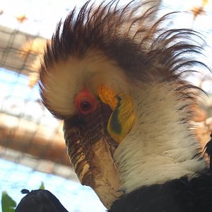 Male Wreathed hornbill (Rhyticeros undulatus), 2021-09-03