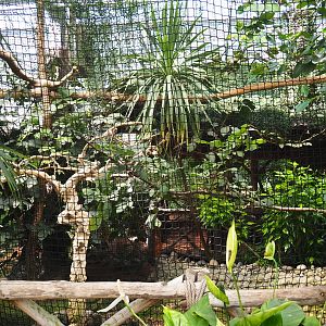 Wreathed hornbill aviary, 2021-09-03