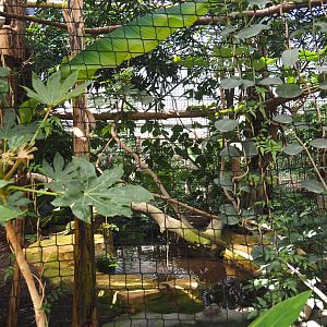 Solomon Blyth's hornbill aviary, 2021-09-03