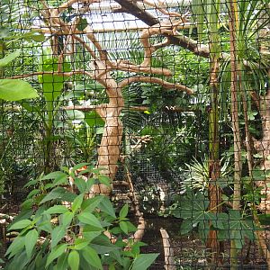 Solomon Blyth's hornbill aviary, 2021-09-03