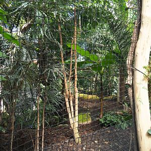 Solomon Blyth's hornbill aviary, 2021-09-03