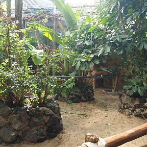 Aldabra giant tortoise paddock in the Oasis, 2021-09-03