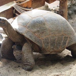Aldabra giant tortoise (Aldabrachelys gigantea gigantea), 2021-09-03