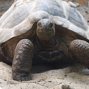 Aldabra giant tortoise (Aldabrachelys gigantea gigantea), 2021-09-03