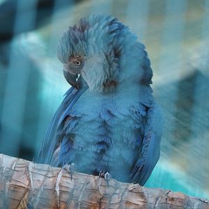 Spix's macaw (Cyanopsitta spixii), 2021-09-03
