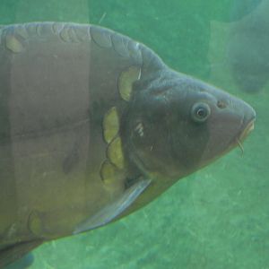 Common Carp - Zooparc de Beauval - 07/2020