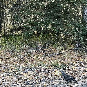 Spruce Grouse - Alaska