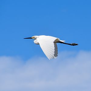 Little Egret (Egretta garzetta)