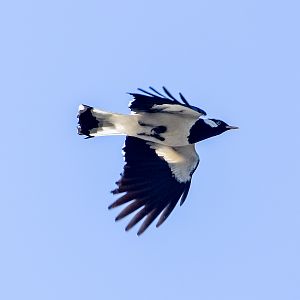 Magpie-lark (Grallina cyanoleuca)