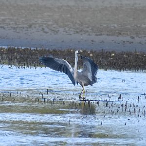 White-faced Heron (Egretta novaehollandiae)