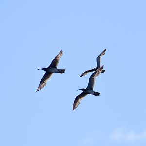 Whimbrels (Numenius phaeopus)