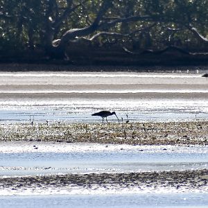 Far Eastern Curlew (Numenius madagascariensis)