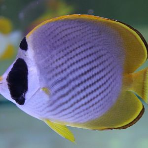 Eye-patch butterflyfish - Chaetodon adiergastos