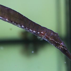 Alligator pipefish - Syngnathoides biaculeatus