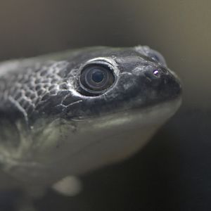 Roti Island snake-necked turtle